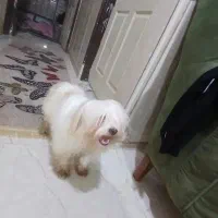 سگ شیتزوتریر|سگ|اهواز, سپیدار|دیوار