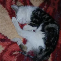 واگذاری بچه گربه