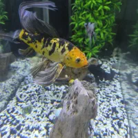 ماهی کوی سوپر باله|ماهی|کاشان, مزرعه نو|دیوار