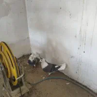 کبوتر کفتر|پرنده|کرج, کوی امامیه|دیوار