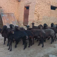 گوسفند
