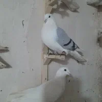 خال دم|پرنده|شیروان (خراسان), |دیوار