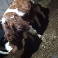 فروش فوری ۲ راس گاو نر