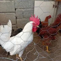 خروس سفید