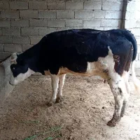 تلیسه جنس 2دندان