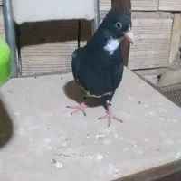 پرنده  کبوتر کفتر