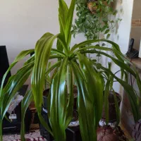 گل ذرتی|گل و گیاه طبیعی|صدرا-فارس, فاز ۱|دیوار