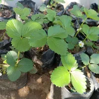 بوته توت فرنگی