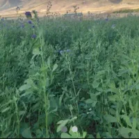 یونجه خوراک دام