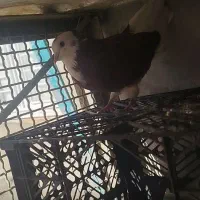 کبوتر هفت رنگ   کبوتر پیس|پرنده|پلدختر, |دیوار