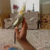 عروس هلندی دستی|پرنده|تفت, |دیوار