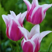 مشاوره وخودشناسی زوجین