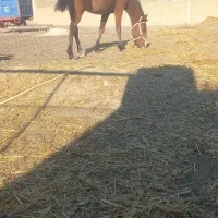 اسب ۲ساله با کره مادیون|اسب و تجهیزات اسبسواری|گلی داغ, |دیوار