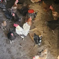 مرغ  تخم  گزار|حیوانات مزرعه|خمینی‌شهر, |دیوار