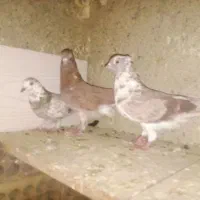 کفتر پرشی