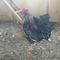 خروس مرغ نژاددار