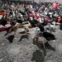 جوجه محلی ارشیا