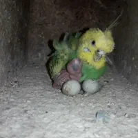 مرغ عشق پروانه ای دوگل رنگین کمانی با جوجه سرلاکی