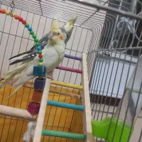 سه عدد عروس هلندی سالم|پرنده|کرمانشاه, |دیوار