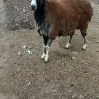 کوسفند نر یک سال