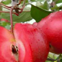 پیشفروش نهال سیب تو سرخ اصل یکساله لیبل دار|خدمات باغبانی و درختکاری|یانه سر, |دیوار