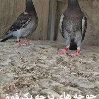 دو جوجه مسافت بلند اصل ترکیب جان آردن وانروی فروشی