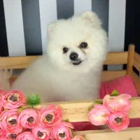 سگ پامر خرسی|سگ|کرج, مصباح|دیوار