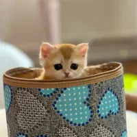 بریتیش گلد عروسکی کوچولو