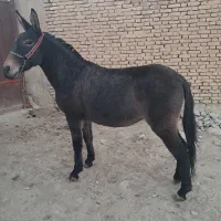 قاطر قودو و باری