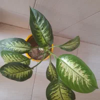گلهای زیبای خانگی