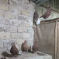 ۵تا ماده سرخ دم سفید زرد دم سفید