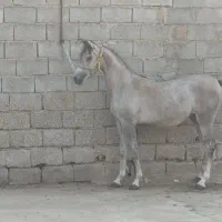 کره دوسر|اسب و تجهیزات اسب‌سواری|تهران, شهرک شریعتی|دیوار