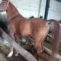 اسب پالانی|اسب و تجهیزات اسب‌سواری|سیلوانه, |دیوار