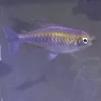 ماهی رمبو رنگین کمان و تترا کنگو|ماهی|مرند, |دیوار