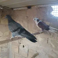 جوجه پشتدار و سبز پیس کاکلی|پرنده|قم, حاج خلیل|دیوار