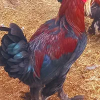 فروش خروس محلی درجه یک خوش رنگ واکسن خورده سر حال|حیوانات مزرعه|علامرودشت, |دیوار