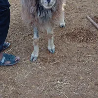 بز و گوسفند