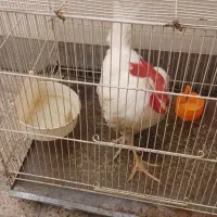 خروس ناقلا