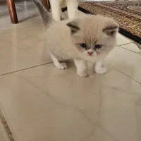 بچه گربه‌های اسکاتیش فولد اصیل آماده|گربه|کرمان, |دیوار