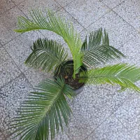 گل سیکاس
