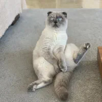 اسکاتیش سیامی