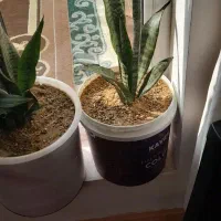 انواع گل و گیاه اپارتمانی|گل و گیاه طبیعی|مهاباد (آذربایجان غربی), |دیوار