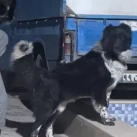 سگ قهدریجانی اصیل|سگ|فردوسیه, |دیوار