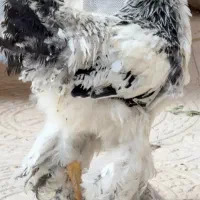 پیش فروش جوجه ۱ ماهه برهما