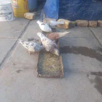 کفتر بهبهونی و پلاکی|پرنده|سیدان, |دیوار