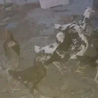نیمچه گلین اصل