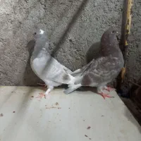 کبوتر هما|پرنده|آران و بیدگل, |دیوار