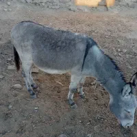 الاغ نر گله ای خوب آروم مناسب گله