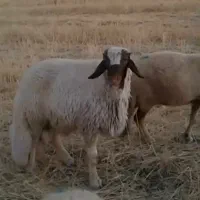 یک عدد قوچ سنجابی به شرت پرش ــ