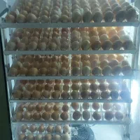 دستگاه جوجه‌کشی بسیار تمیز فاخته ۵۰۴ تایی